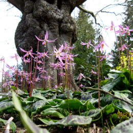 Erythroniums in a spring garden
