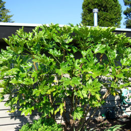 Fatsia, after pruning