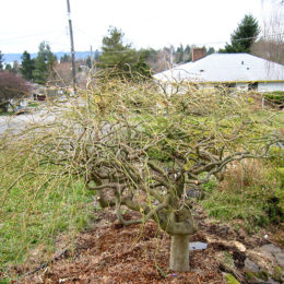 Weeping maple, after pruning