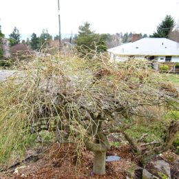 Weeping maple, before pruning